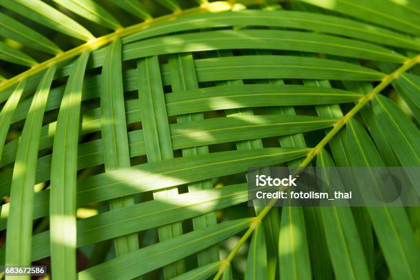 Palm Leaves Texture With Shadow Stock Photo - Download Image Now - Abstract, Backgrounds, Beauty In Nature
