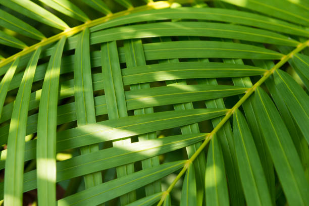 текстура пальмовых листьев с тенью - palmleaf стоковые фото и изображения