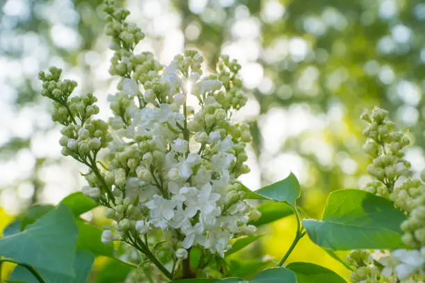 white lilac flowers, spring background with sun shine