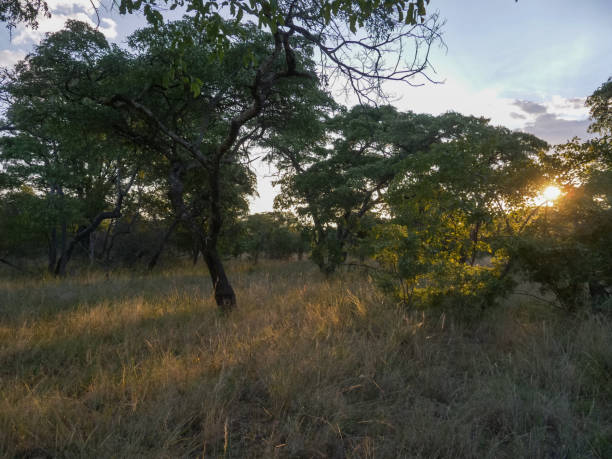 istock Sun peeking through lush African bush in Zimbabwe Midlands 683674000
