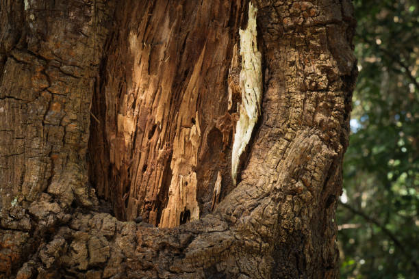 istock Close-up rotten wooden in deep forest 683674716
