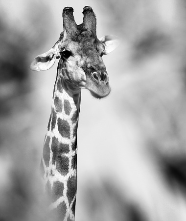 Curious giraffe hiding behind trees and looking. Etosha National Park, Namibia.