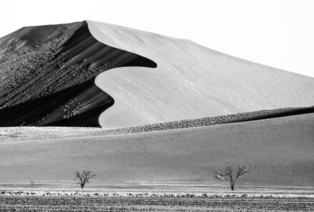 istock Big curved dune with two trees in the desert. 683677580