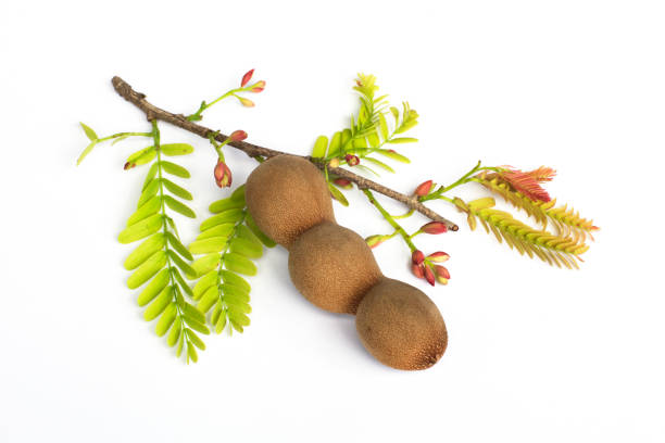 top view tamarind group with tamarind leaf