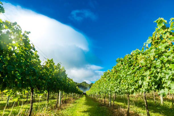 istock Vineyard - Planting and Harvesting grape varieties 683681176