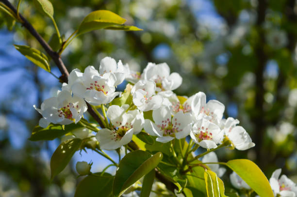 istock Flowering pear tree in the garden 683681394