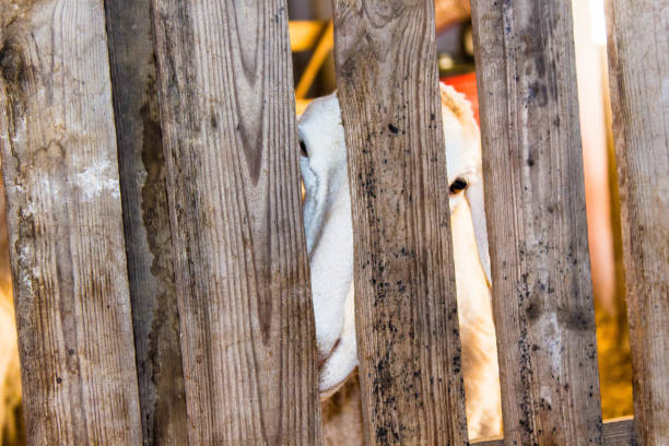 istock sheep behind the wood 683681628