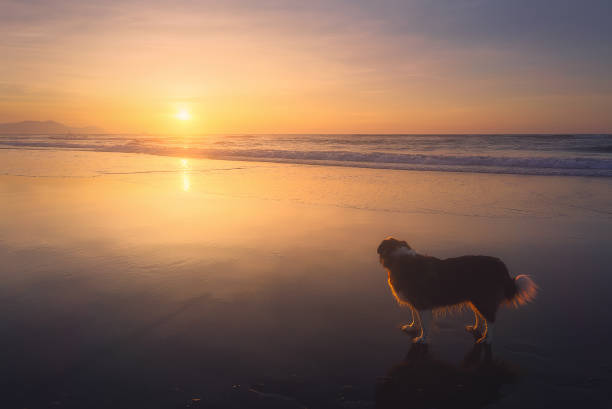 istock dog in the beach at the sunset 683681860