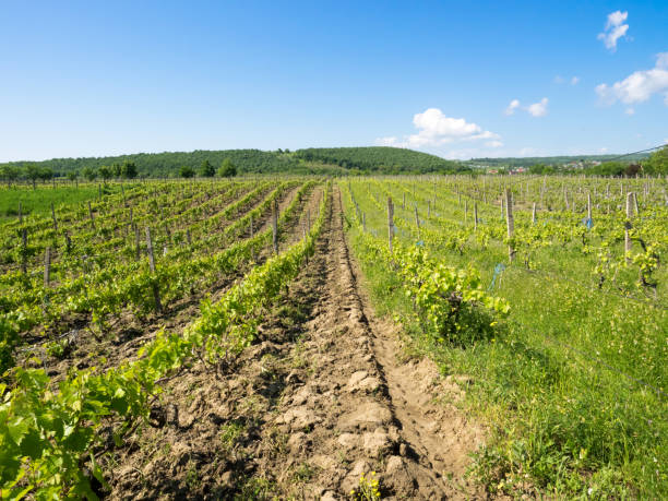 Vineyards near Focsani, Romania stock photo
