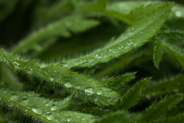 istock vibrant green leaves after rain. 683684060