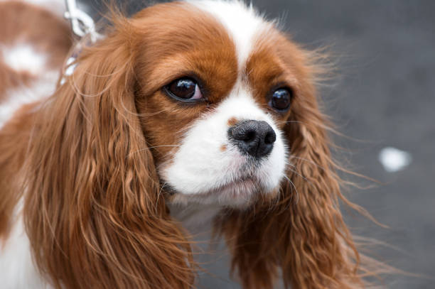 istock Cavalier King Charles Spaniel portrait outdoor on gray background 683684954