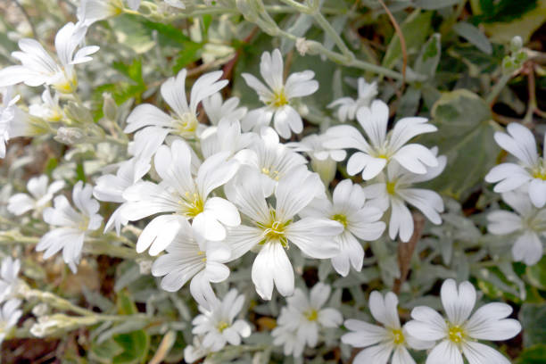 istock White Flowers in Blossom in a Garden 683687146