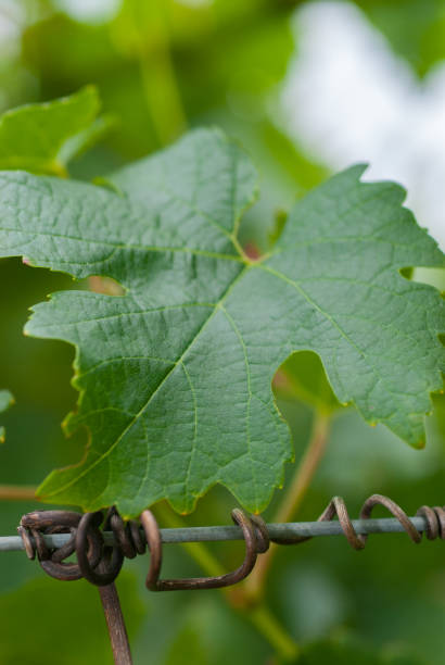 Heck leaf The wineries of Santa Catarina, has been standing out in the national scenario due to the strong growth of their altitude grapes, with several wines and sparkling wines awarded in recent years. Visitors can follow the cultivation in the vineyards, wine production, participate in tasting sections and, depending on the season, watch the grape harvest during scheduled and guided tours. Two regions stand out in this segment: Vale do Contestado (Tangará, Videira and Pinheiro Preto) and Serra Catarinense (Urubici, Lages and São Joaquim crescimento stock pictures, royalty-free photos & images