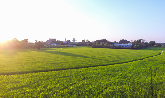 paddy field with temple behind.