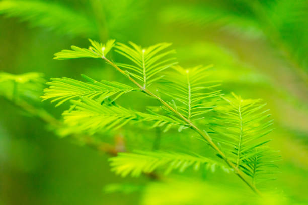istock Young sprout of spruce 683692058