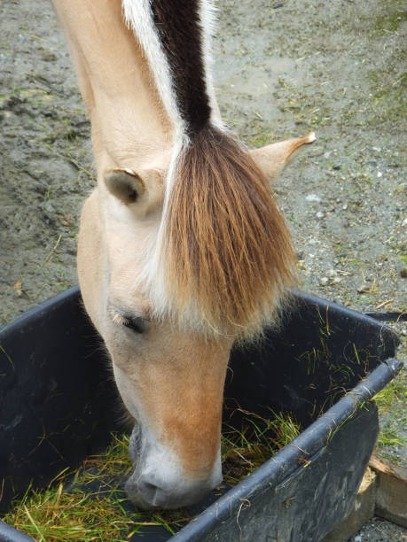 istock Norwegian Fjord Horse 683694540
