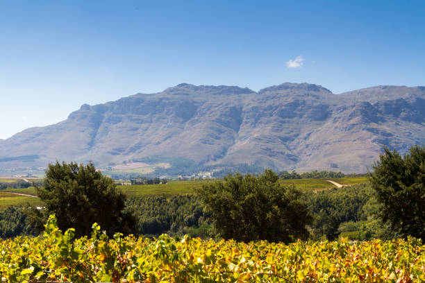 istock South African Landscape with Mountains and Vineyard 683694550