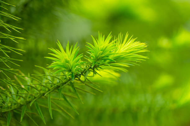 Young sprout of spruce