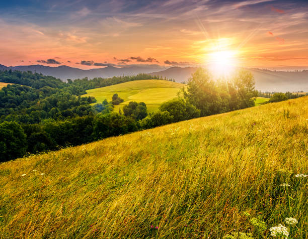 istock countryside summer landscape with field, forest in mountains 683700872