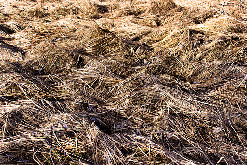 rice straw macro