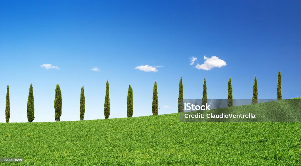 cypress trees in a row on a green hill cypresses in a row on a green hill in Tuscany Agricultural Field Stock Photo