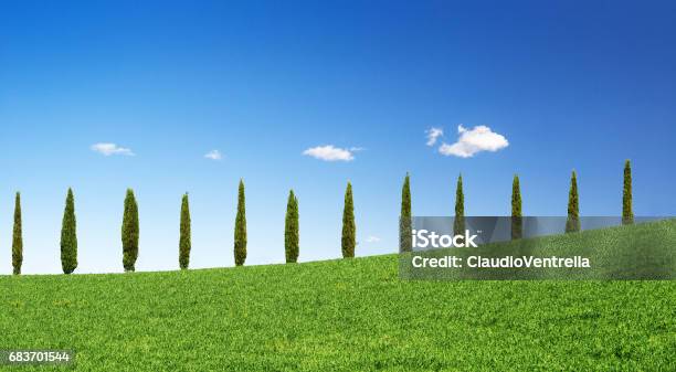 Cypress Trees In A Row On A Green Hill Stock Photo - Download Image Now - Agricultural Field, Agriculture, Alley