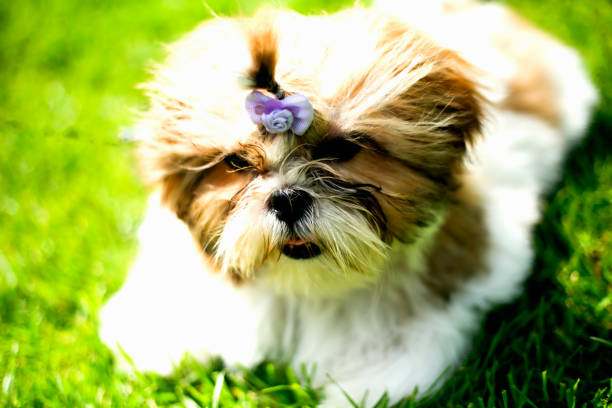 istock Dog breed Shi tzu sitting on grass in the spring 683705982