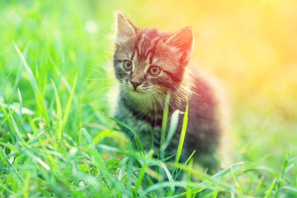 istock Little kitten walking outdoor in a grass in summer 683706138