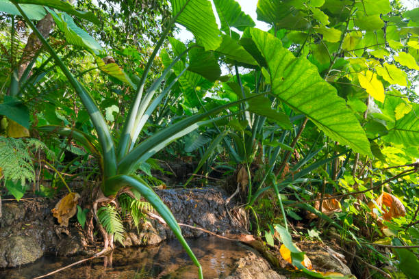 istock Wild taro growing in jungle pools 683709366