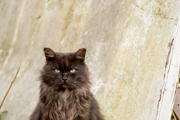 istock the cat homeless man sittin 683709790