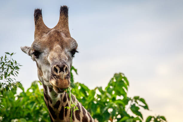 primo piano di una giraffa che mangia. - giraffe south africa zoo animal foto e immagini stock
