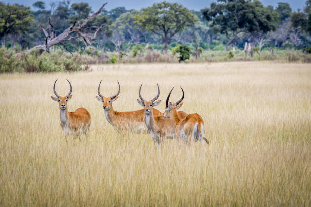 istock Lechwes standing in the grass. 683709858