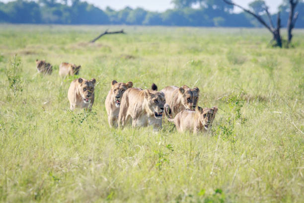 istock Pride of Lions walking in the high grass. 683709870