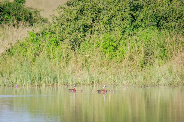 семья белолицых свистящих уток. - white faced whistling duck стоковые фото и изображения