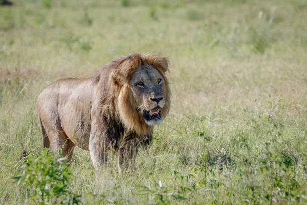 istock Male Lion walking in the grass. 683709906