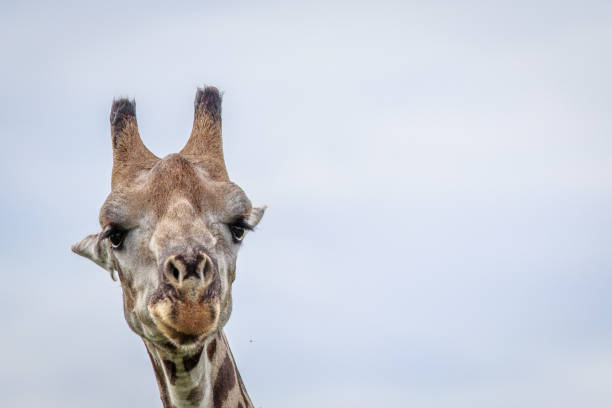 primo di una testa di giraffa. - giraffe south africa zoo animal foto e immagini stock
