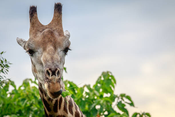 primo piano di una giraffa che mangia. - giraffe south africa zoo animal foto e immagini stock