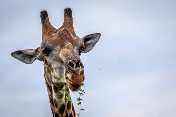 istock Close up of an eating Giraffe. 683709954