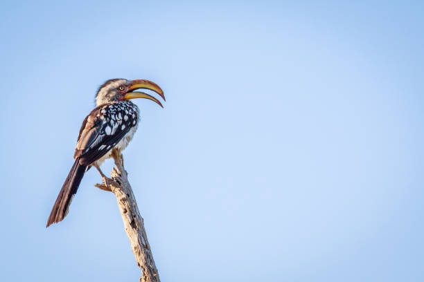istock Southern yellow-billed hornbill on a branch. 683709962