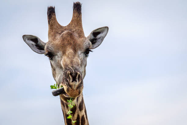istock Close up of an eating Giraffe. 683710002