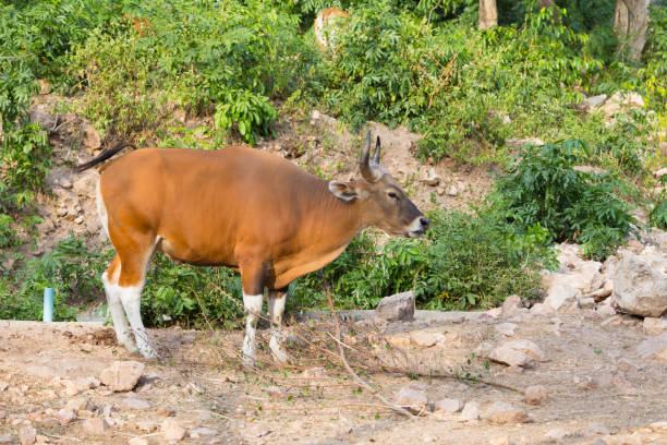 istock Endangered species in IUCN Red List of Threatened Species Banteng 683710164