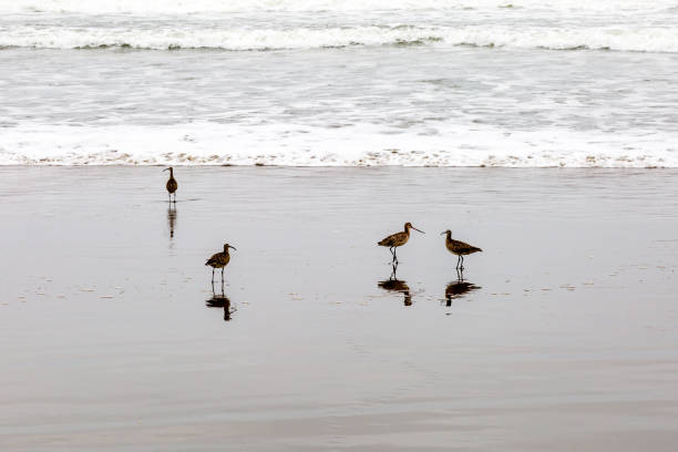 istock Curlew on the Sea Shore 683710758