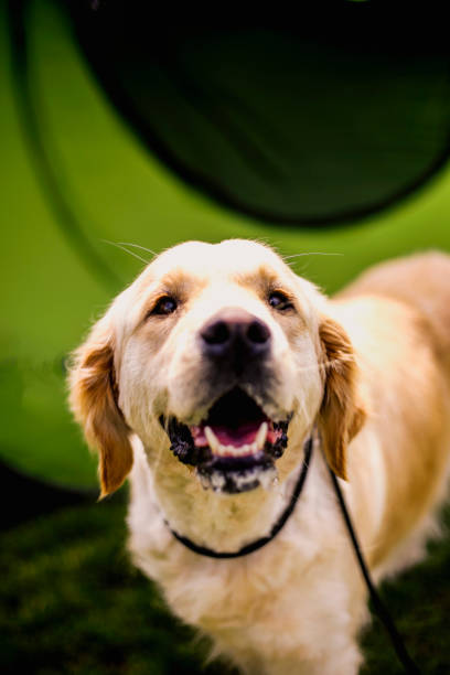 istock Adorable Golden Retriever 683710776