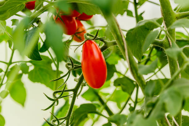 istock Vegetable garden with plants of red tomatoes. 683715454