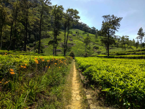 istock Loolcondera Tea Estate 683715932
