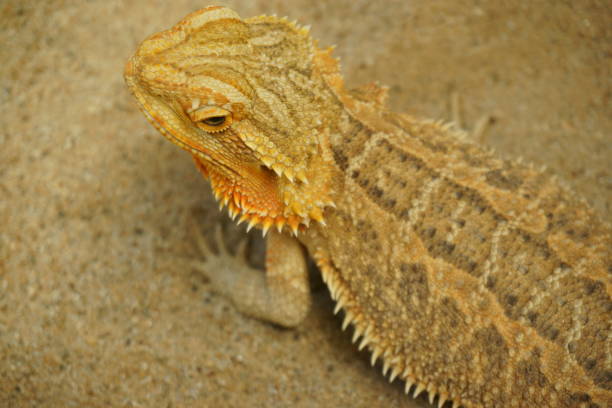 istock Bearded dragon ( lizard). Lizard on the sand. 683718380