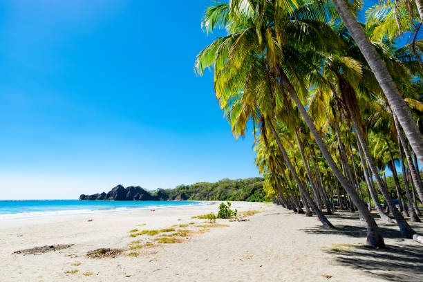 해변에서 손바닥입니다. - costa rica beach palm tree tree 뉴스 사진 이미지