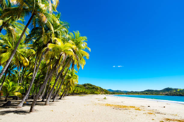 palme in spiaggia. - penisola di nicoya foto e immagini stock