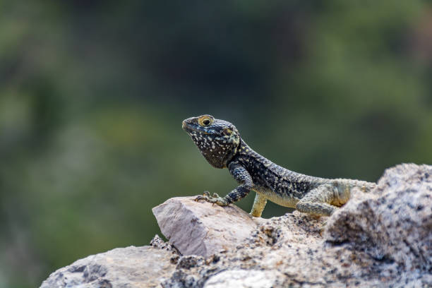 istock Lizard on medieval ruins, Monolithos castle, Rhodes island 683726002