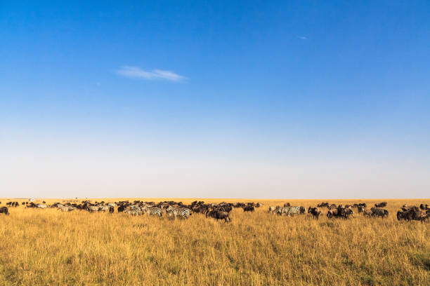 istock Great migration. In time. Kenya, Masai Mara. 683726206